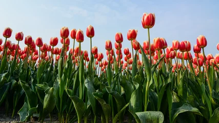 Poster de jardin Tulipe field of tulips with a blue sky