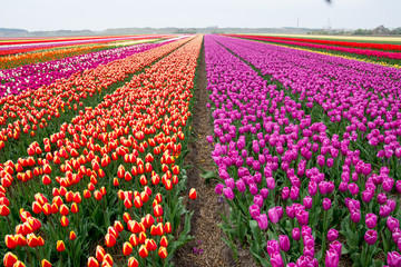 Fototapeta na wymiar field of tulips with a blue sky
