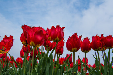 field of tulips with a blue sky