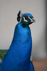 peacock head