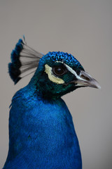 peacock head