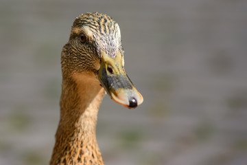 Cute ducklings at water edge