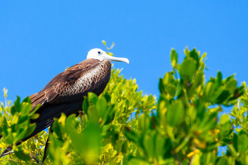 Juvenile Frigate bird