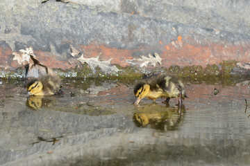 Cute ducklings at water edge