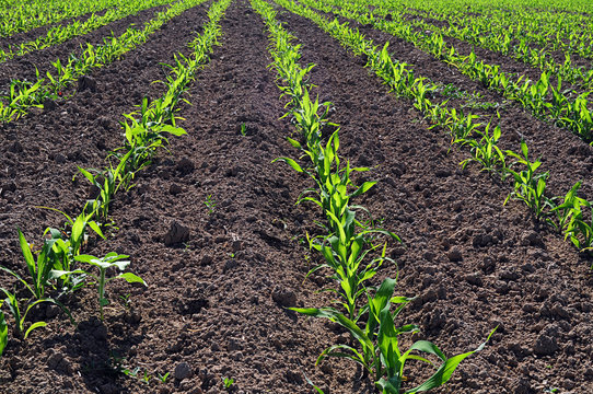 Corn Field