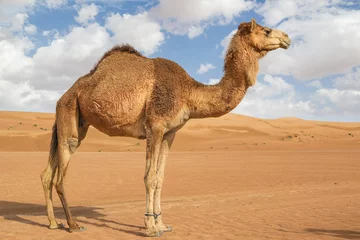 Fototapeten Kamel in Wahiba Oman © Wolfgang Zwanzger