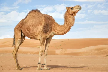 Poster Im Rahmen Kamel in Wahiba Oman © Wolfgang Zwanzger