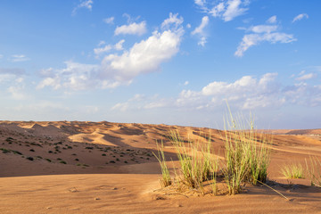 Desert gras Wahiba Oman © Wolfgang Zwanzger