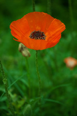 Poppy flower on field