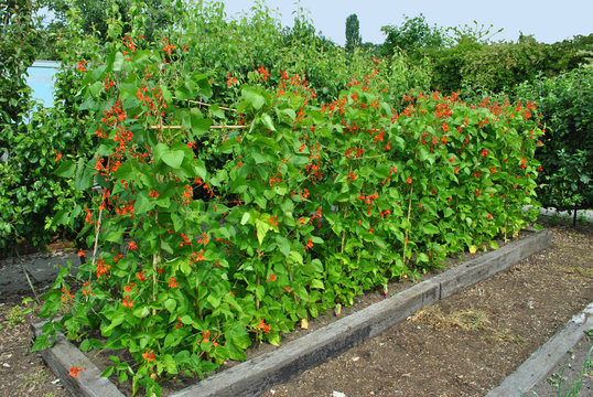 Runner beans Latin name Phaseolus coccineus 'Enorma'