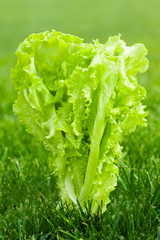 fresh salad glowing in a garden