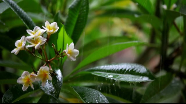 frangipani flowers in the rain with sound