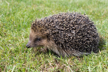 A cute hedgehog looking for food in my garden