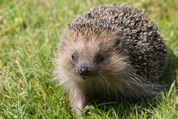 A cute hedgehog looking for food in my garden