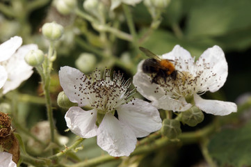 Brombeerblüten