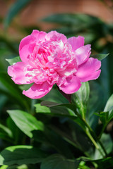 Fresh pink peony flower closeup