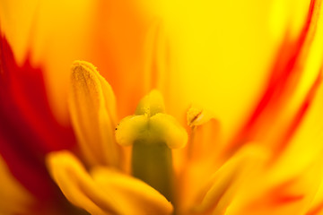 Closeup of the blooming yellow tulip flower