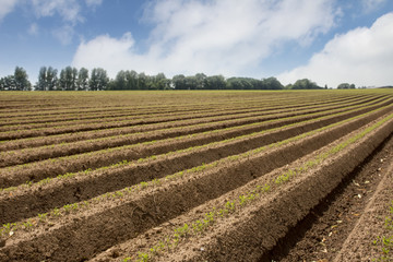 fresh made agricultural field