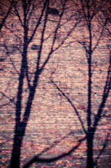 Branches shadows on the brick wall