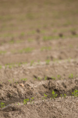 fresh made agricultural field texture
