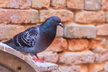 Feral pigeon in front of a brick wall