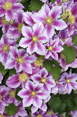 Clematis-Blüten