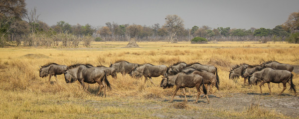 Wildebeest herd, Botswana, Africa
