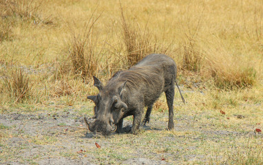 Warthog eating