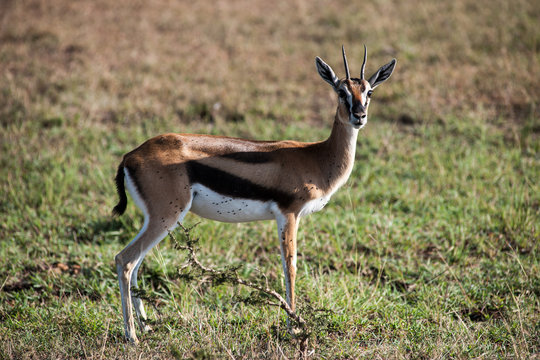 impala