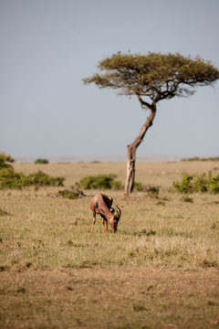 topi antelope