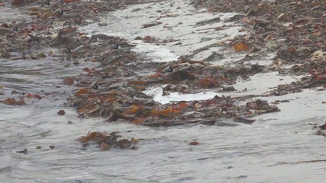 Ruddy Turnstones feeding in Orkney, Scotland