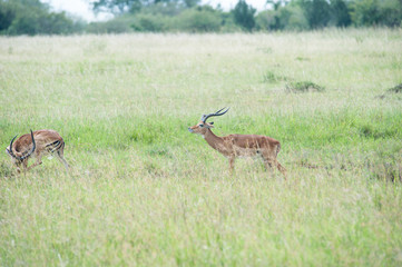impala