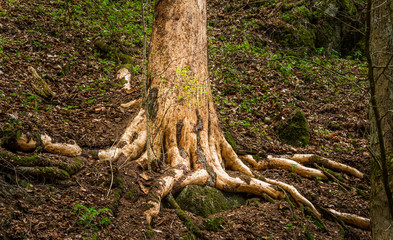 Fototapeta na wymiar Old Tree Root