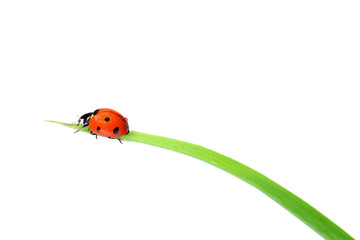 coccinelle © guy