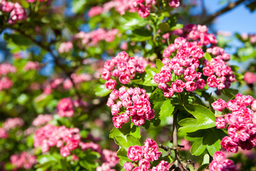 Bloosoming pink flowers of hawthorn tree