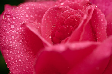 Pink rose macro