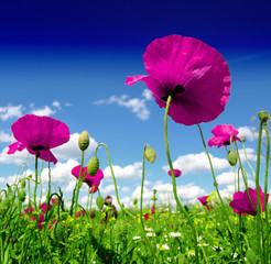 poppy and wild flowers