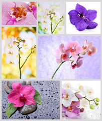 Collage of beautiful orchids