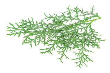 Thuja branch isolated on white