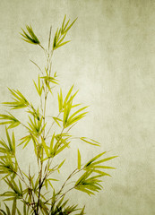 bamboo on old grunge paper texture background