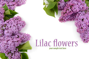 Beautiful lilac flowers on white background