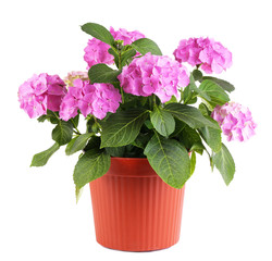 Hydrangea in flowerpot isolated on white