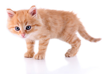 Fototapeta na wymiar Cute little red kitten isolated on white
