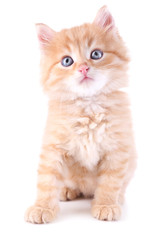 Cute little red kitten isolated on white