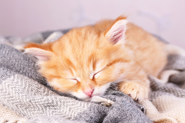 Cute little red kitten  sleeping
