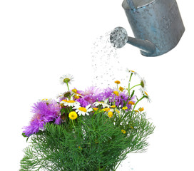 Water can watering flowers isolated on white