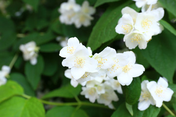Jasmine flowers in garden
