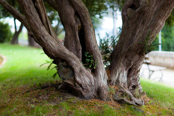 Fototapeta na wymiar Old tree trunk