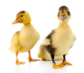 Little cute ducklings isolated on white