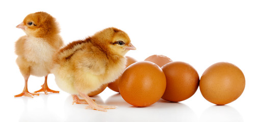 Little cute chickens and egg shell isolated on white
